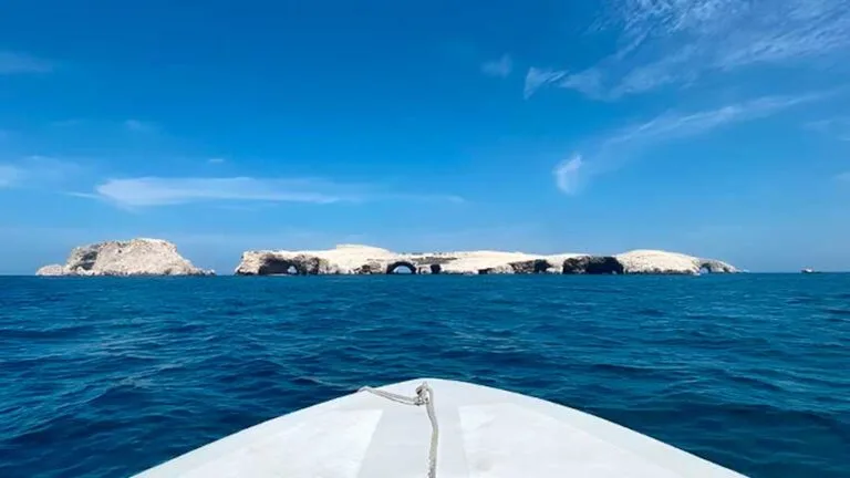 Pingüinos de Humboldt Islas Ballestas