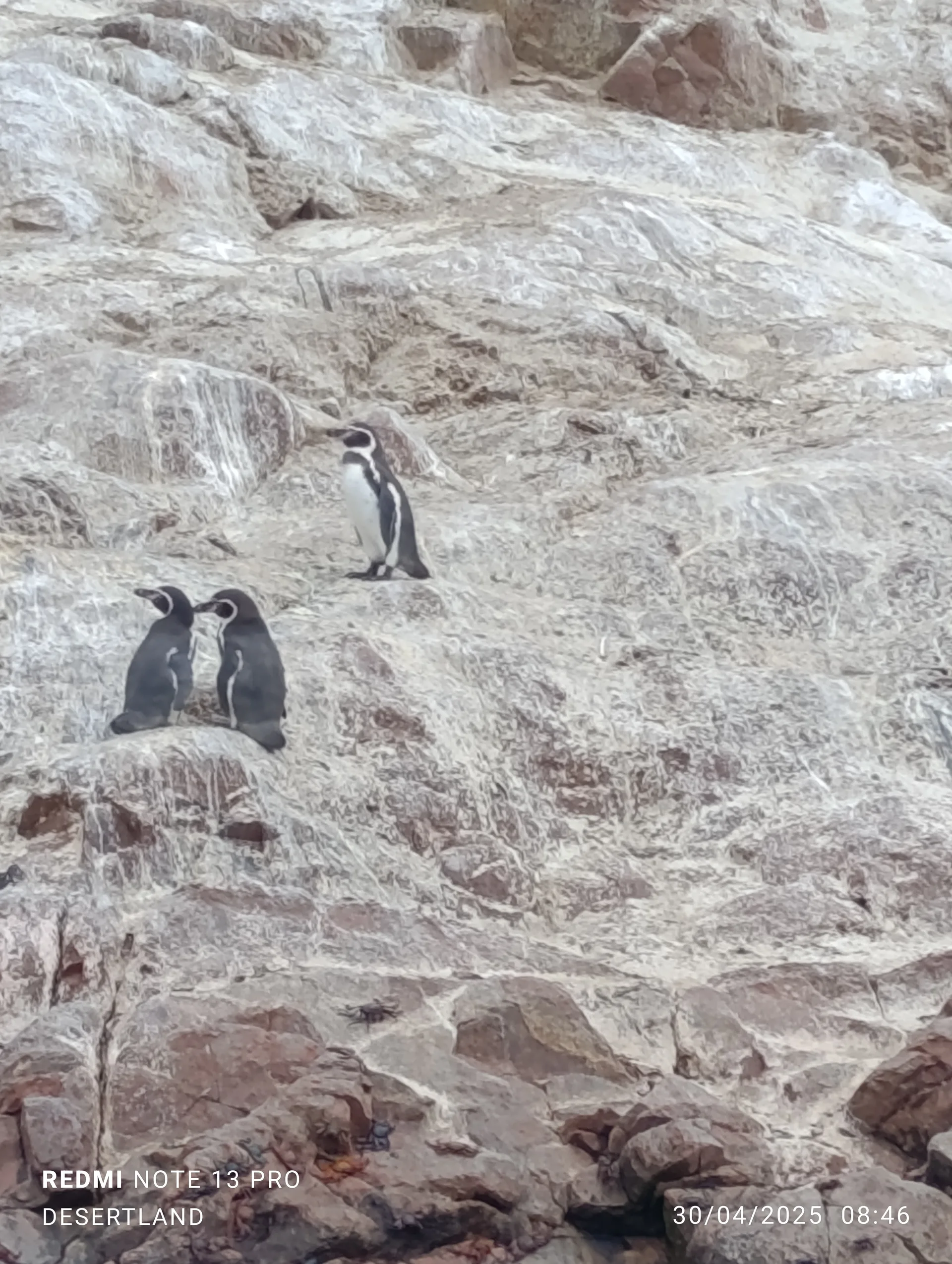 Fauna marina Paracas